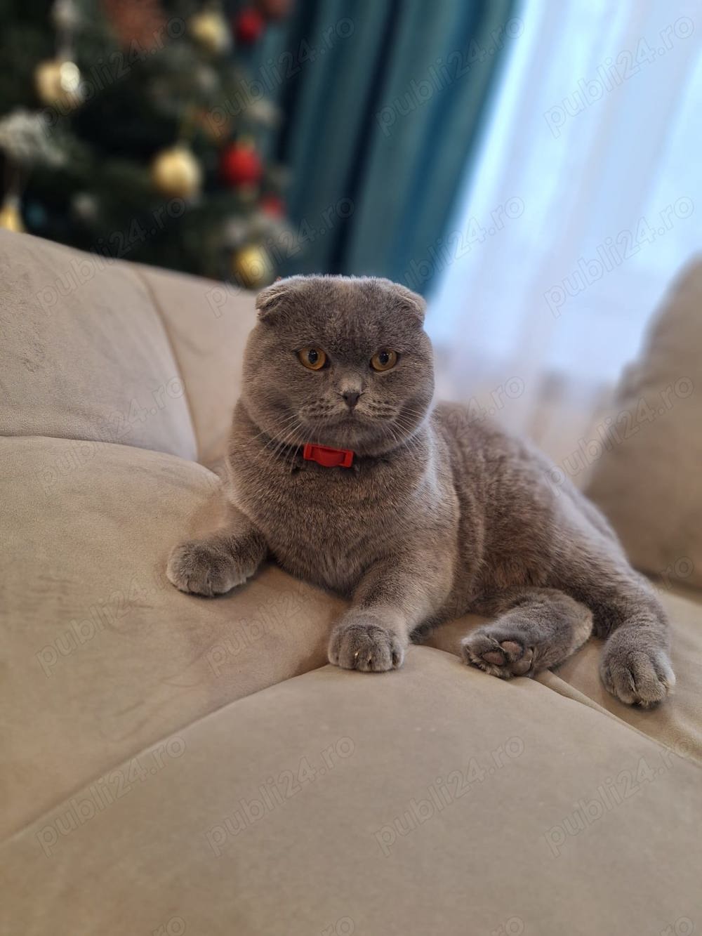 motan scotish fold motan scotish fold