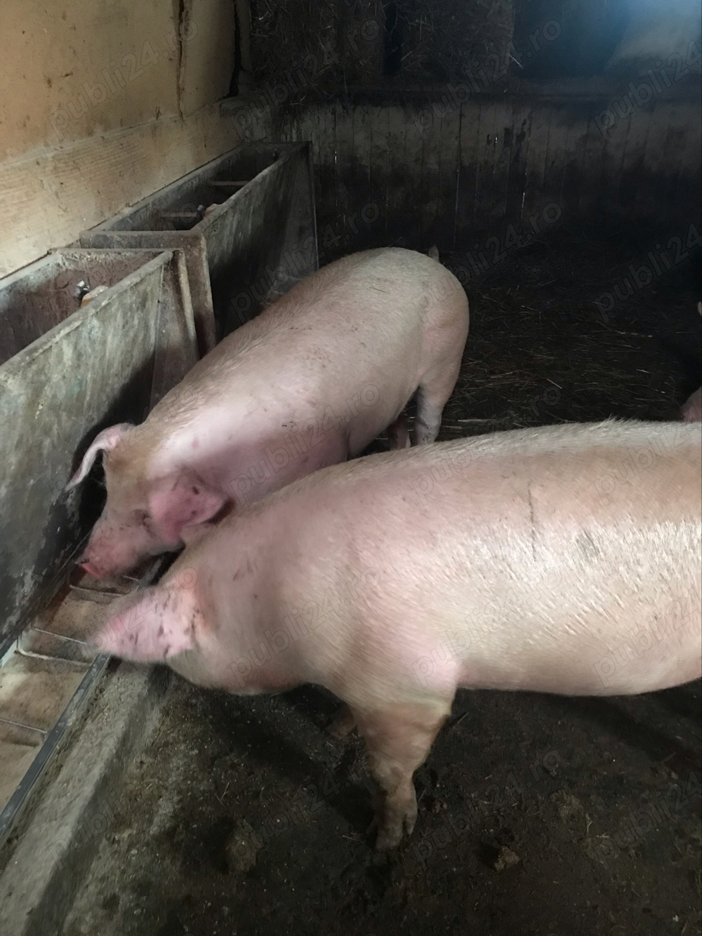 Porci si purcei de vanzare Porci si purcei de vanzare