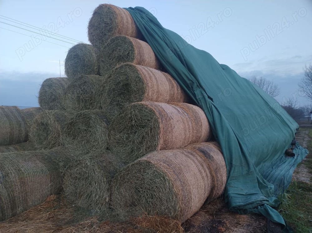 De vanzare baloti de lucerna productie 2025