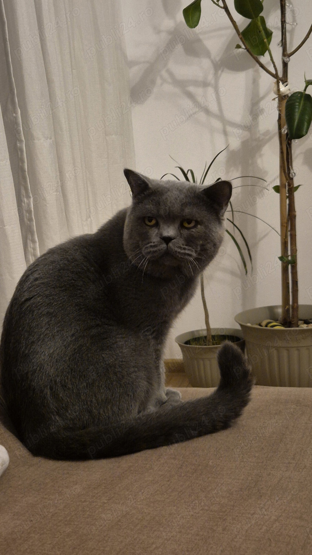 Motan british shorthair 