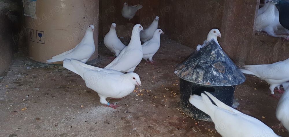 De vinzare porumbei ..