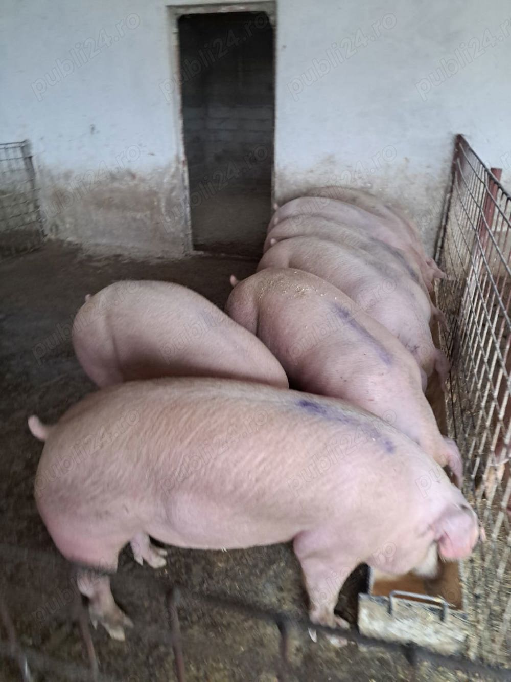 Porci de carne de la 20 kg la 300 kg Porci de carne de la 20 kg la 300 kg