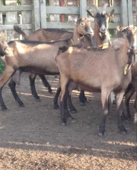 De vanzare Capre Alpine cu iezi si Tap Alpin. Carnea si laptele nu are miros de capra .Oradea