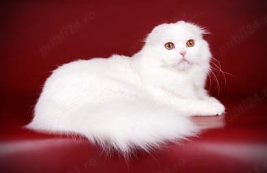 Scottish Fold White Longhair 