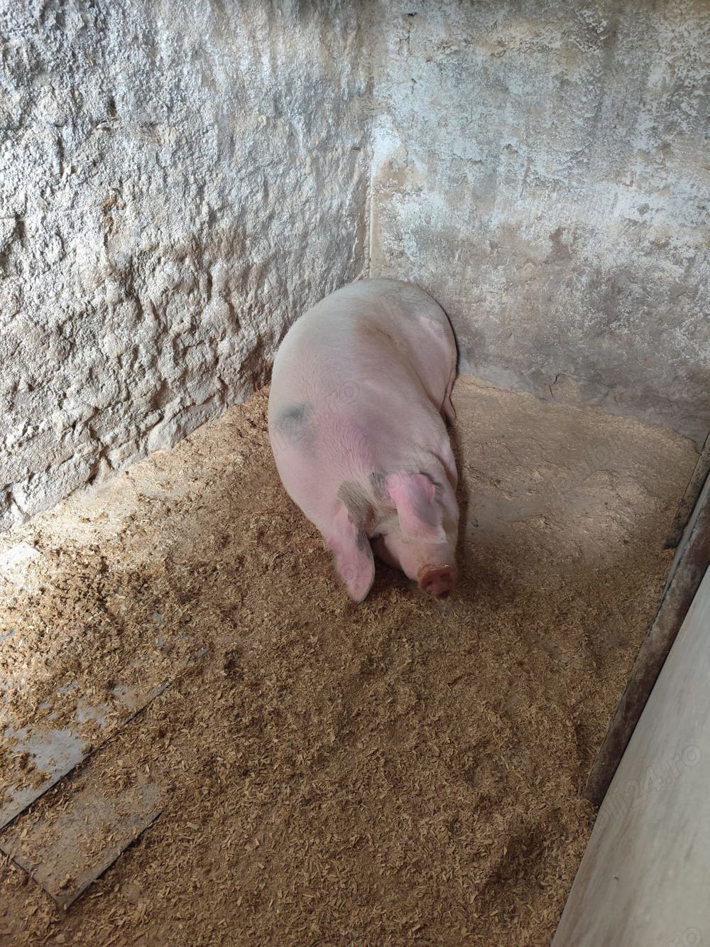 Purcea record  de vanzare.