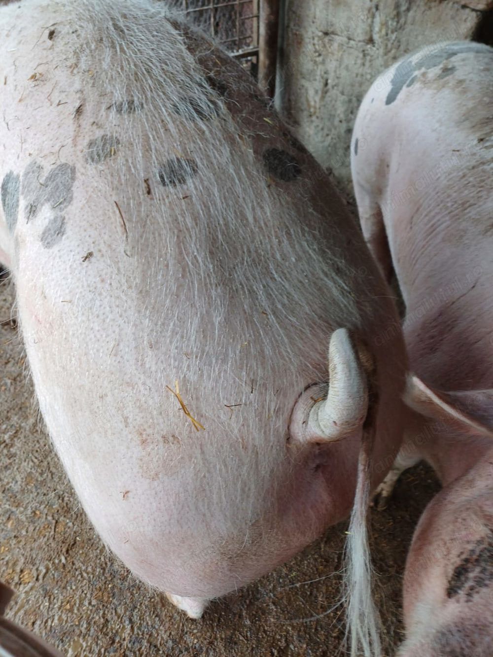 Vand porci mare de taiere 200-300kg