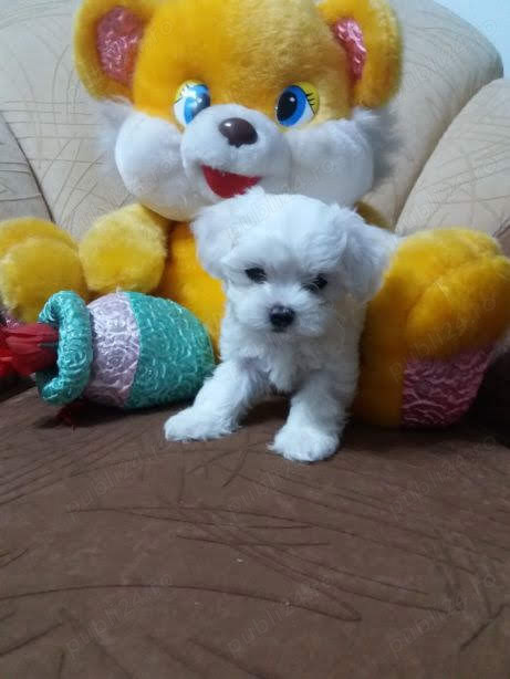 Bishon Malteze Miny Toy