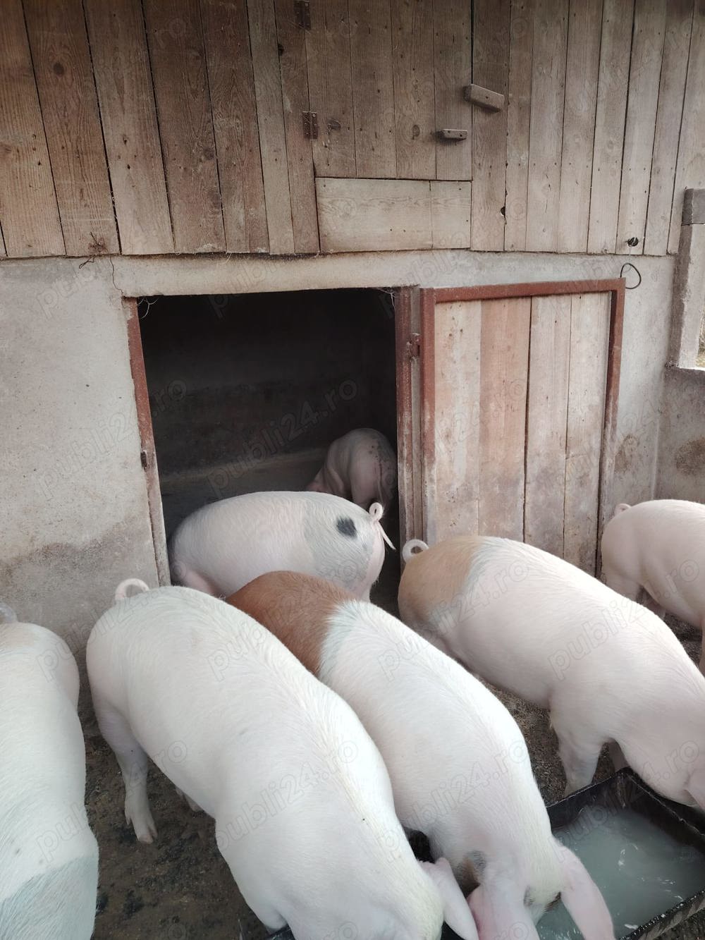 Vând porci, rasă de carne și slănină