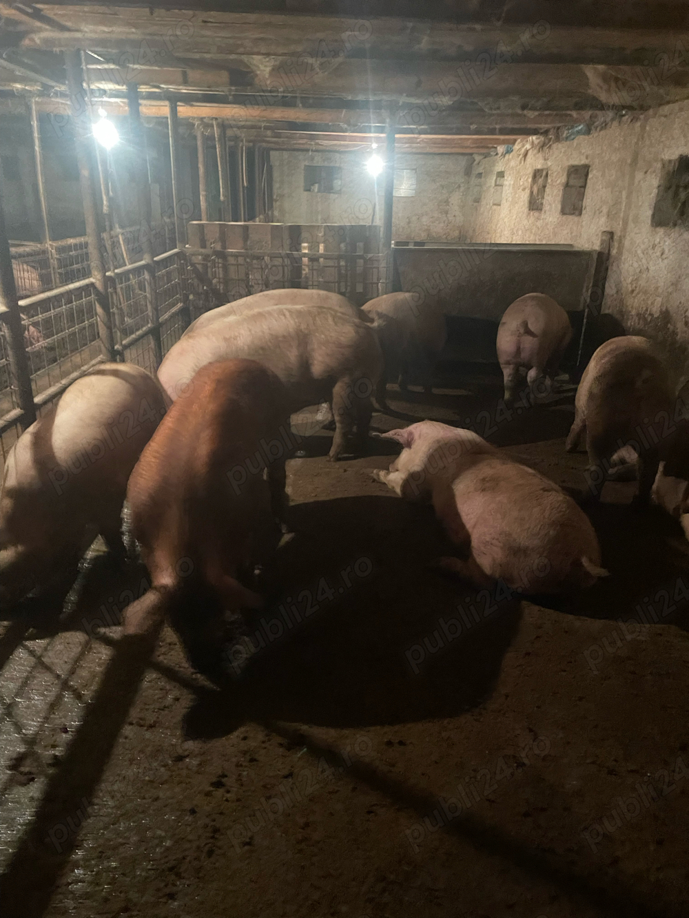 vand porci rasa de carne 