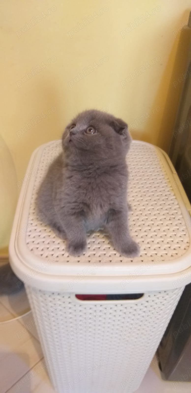 Scottish Fold Blue fată și băiat disponibili imediat! Super ofertă  doar azi 1800 lei!