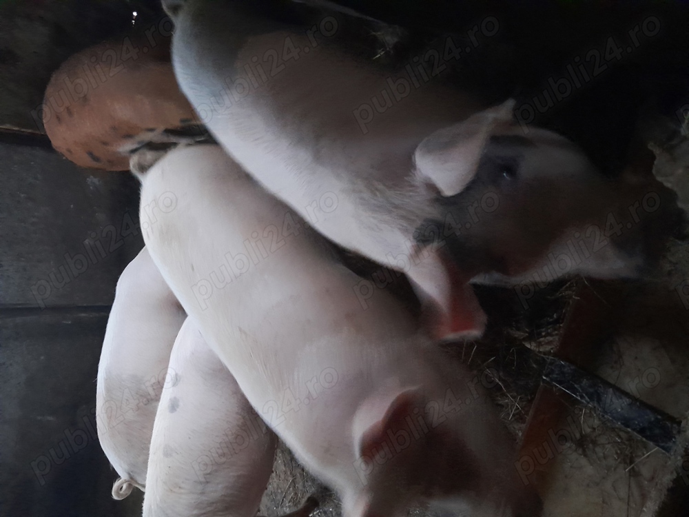 Porci de vânzare 