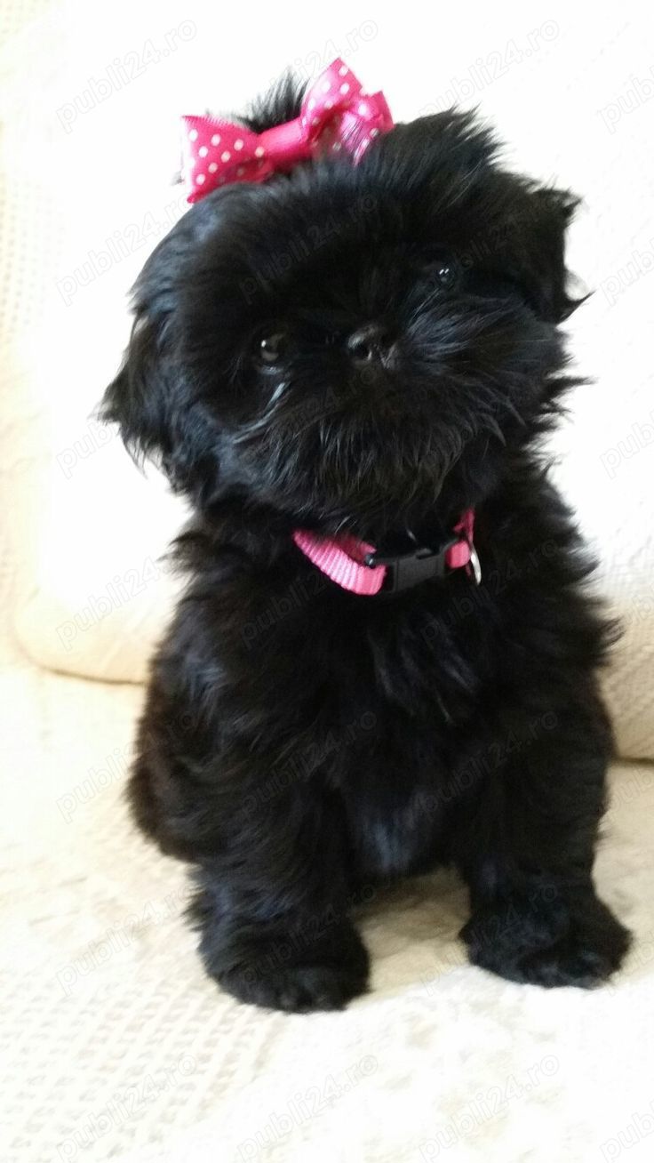 Catei Shih-tzu 