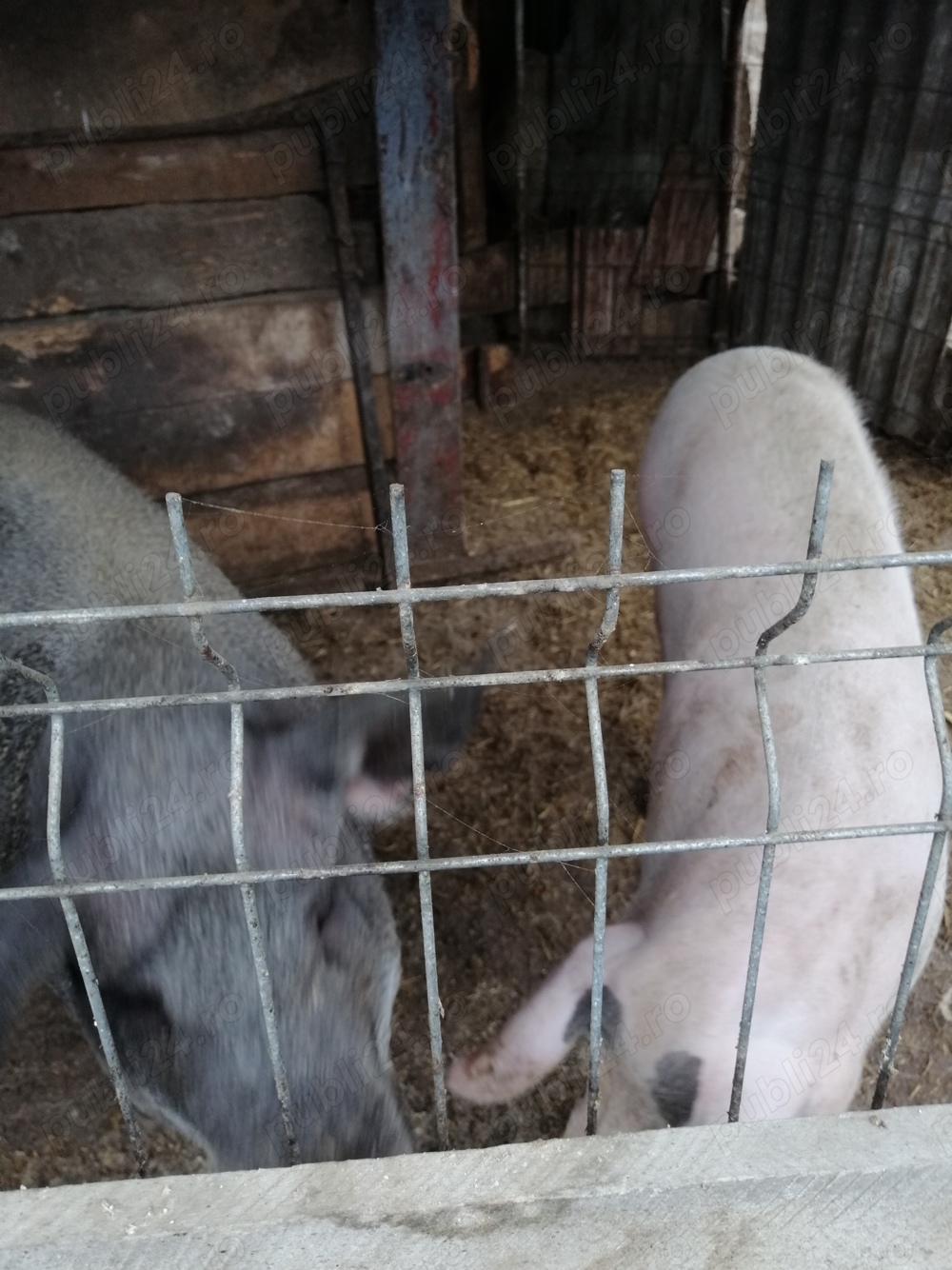 De Vânzare Porc Și Purcică De Vânzare Porc Și Purcică