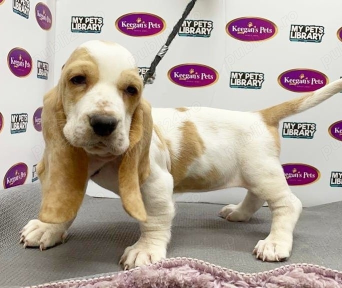 Pui de Basset Hound