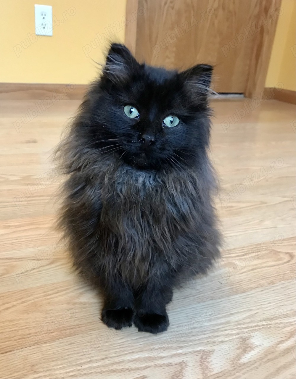 Puiuț Siberiană de pădure superb!