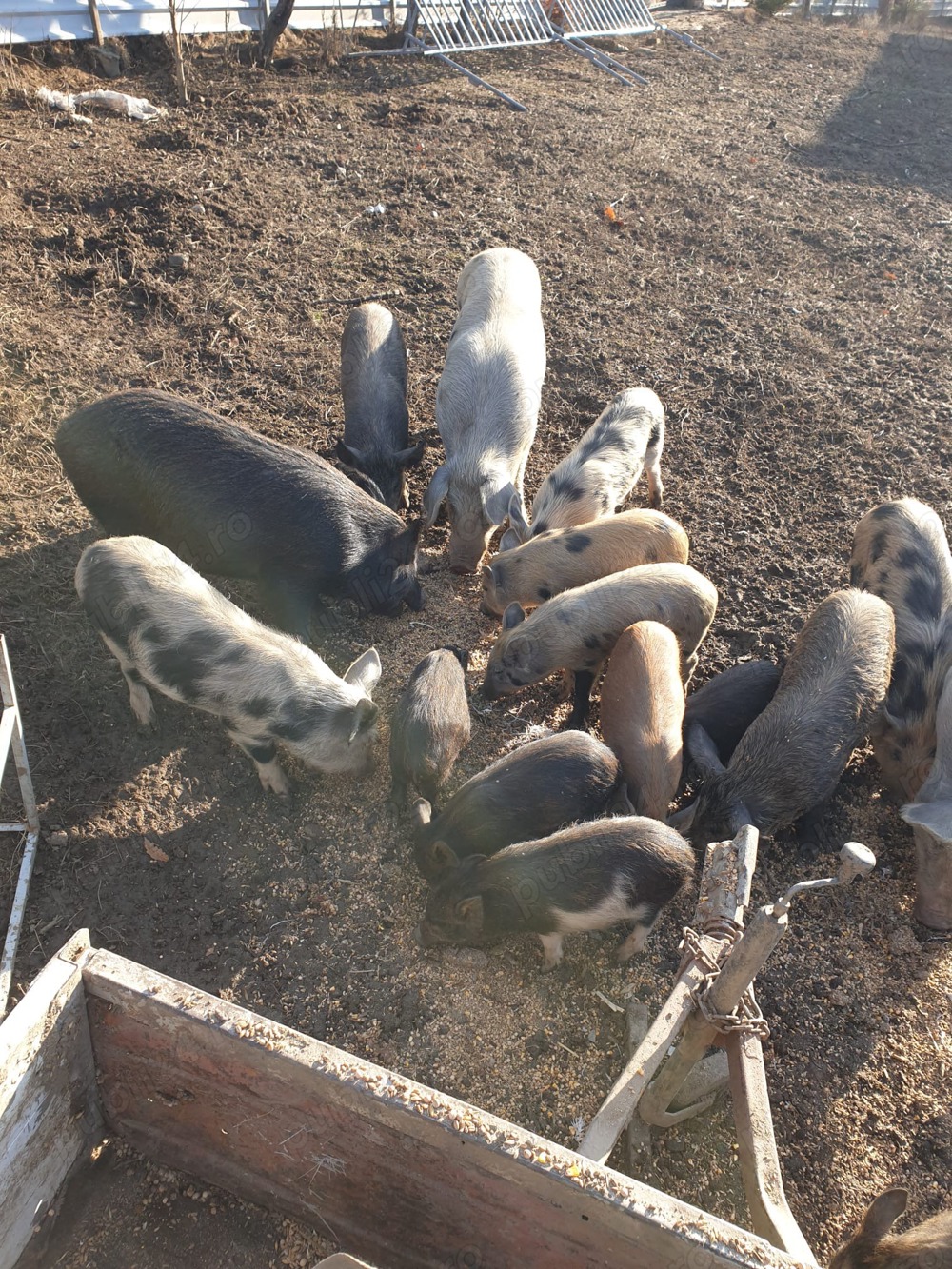 Vând purcei diferite vârste , crescuți pe boabe 