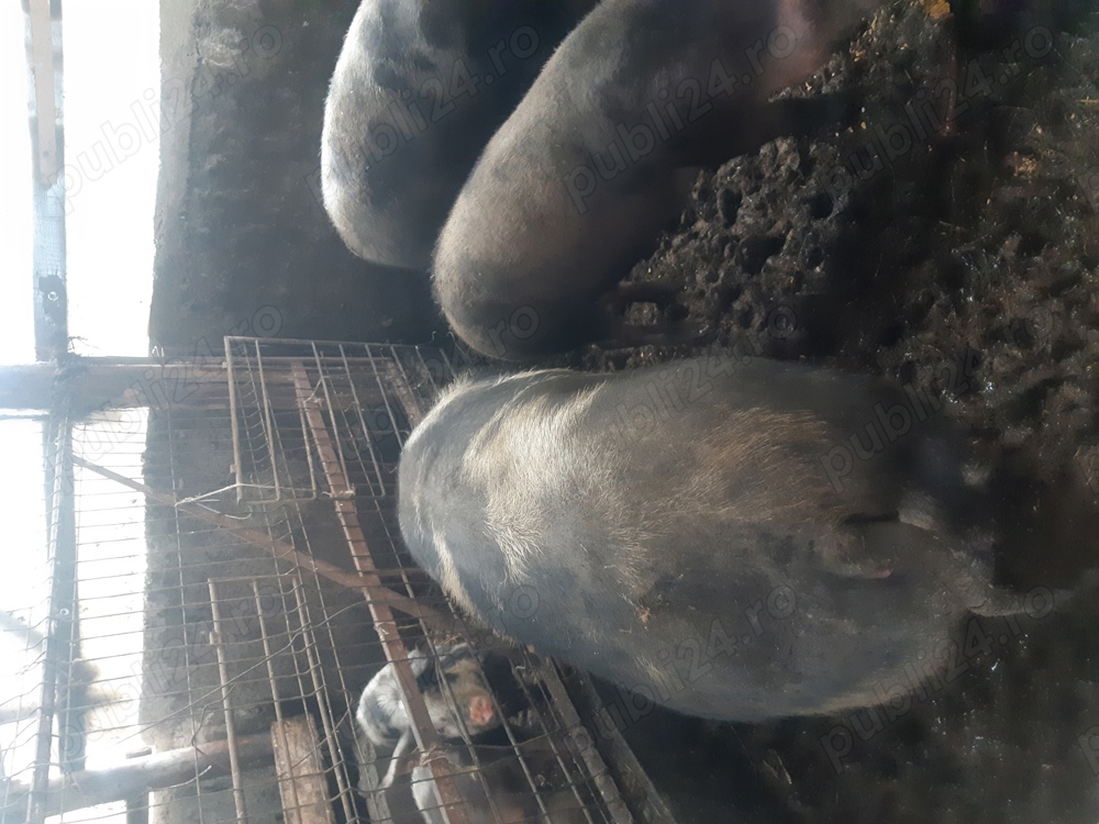 Porci pentru sacrificare carne bio