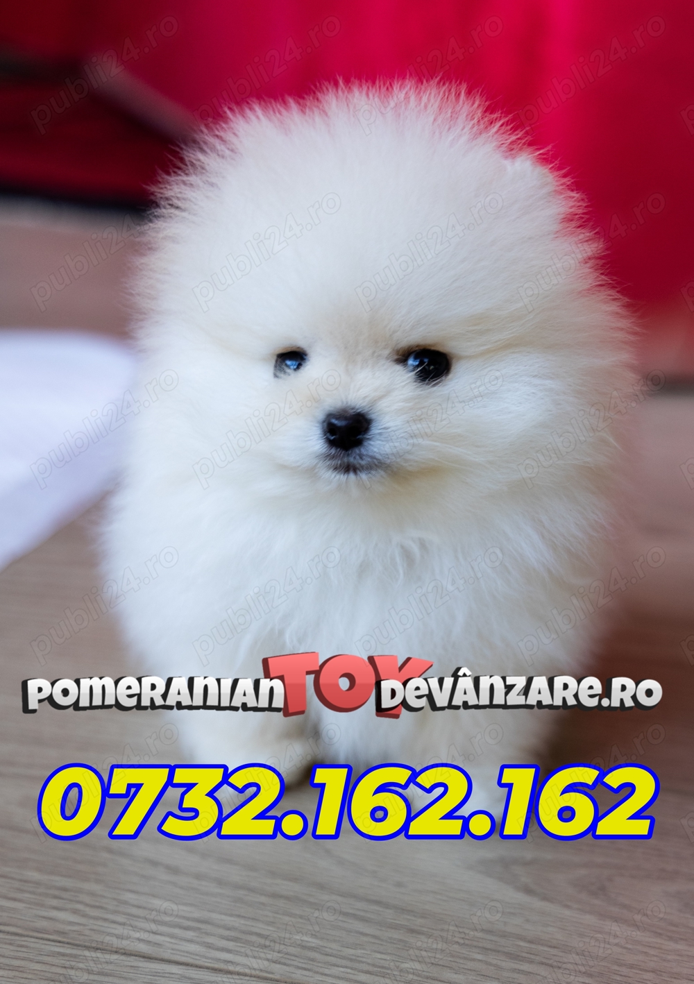 Pomeranian talie mica de Vanzare cu Factura,Carnet,Microcip,Pasaport-Livrare la Focsani