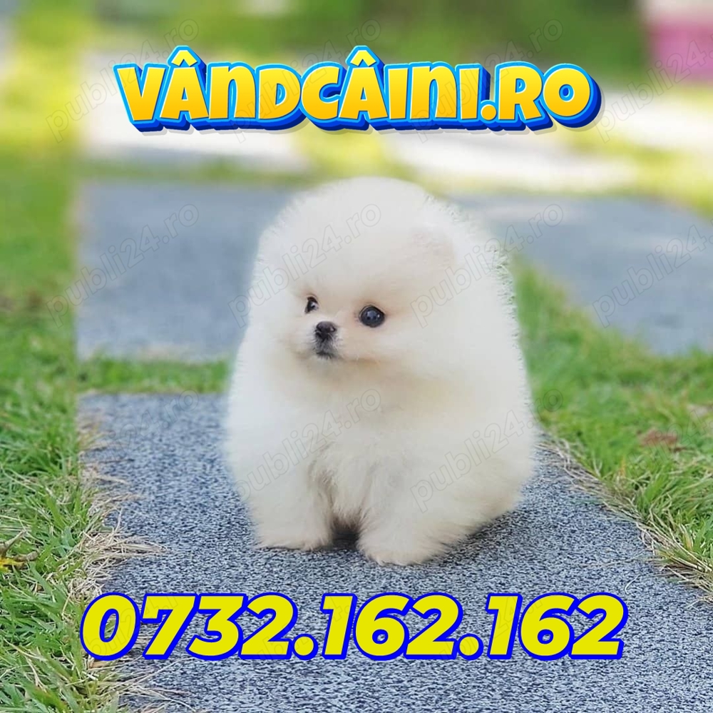 Firma Autorizata-Pomeranian Alb Mini Boo Toy cu Factura,Carnet,Microcip,Pasaport-Livrare la Suceava