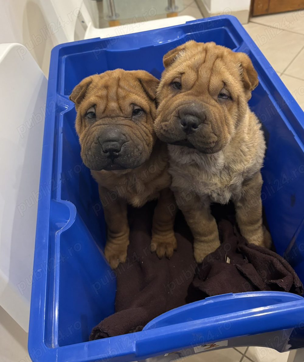 Pui din rasa shar-pei sharpei shar pei Pui din rasa shar-pei sharpei shar pei