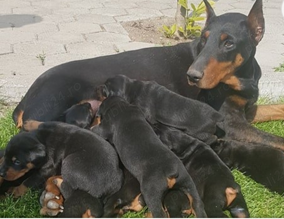 Vând Doberman Vând Doberman