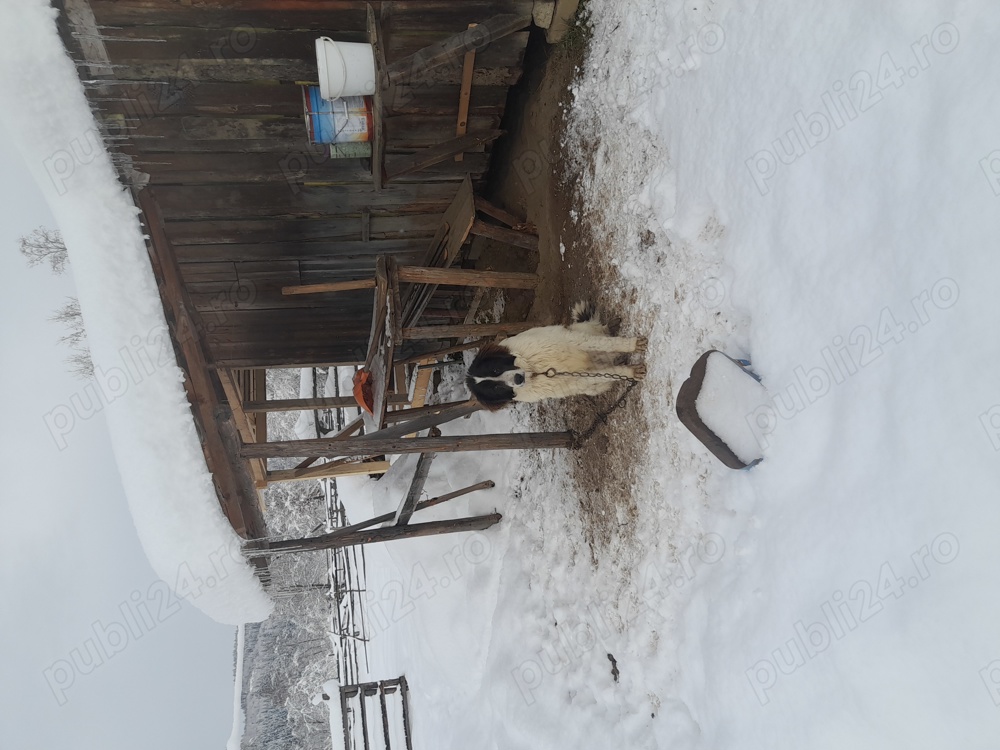 Vand ciobanesc de bucovina Vand ciobanesc de bucovina
