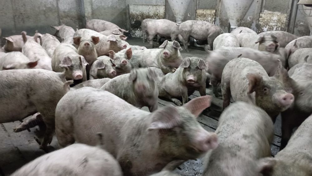 Purcei 90-150kg, rase de carne cu creștere rapidă