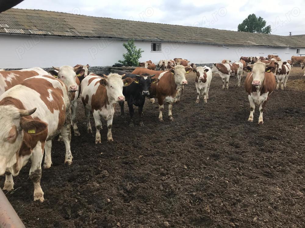 Vaci de lapte, juninci gestante, vitele