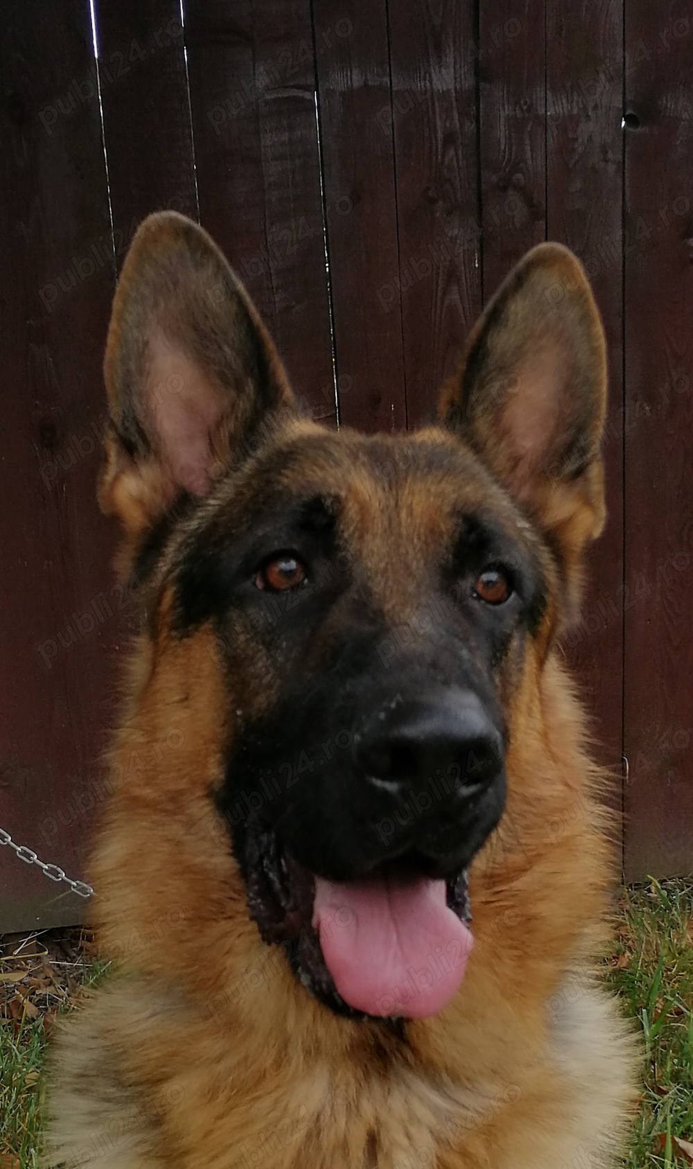 Mascul ciobanesc german cu pedigree Mascul ciobanesc german cu pedigree