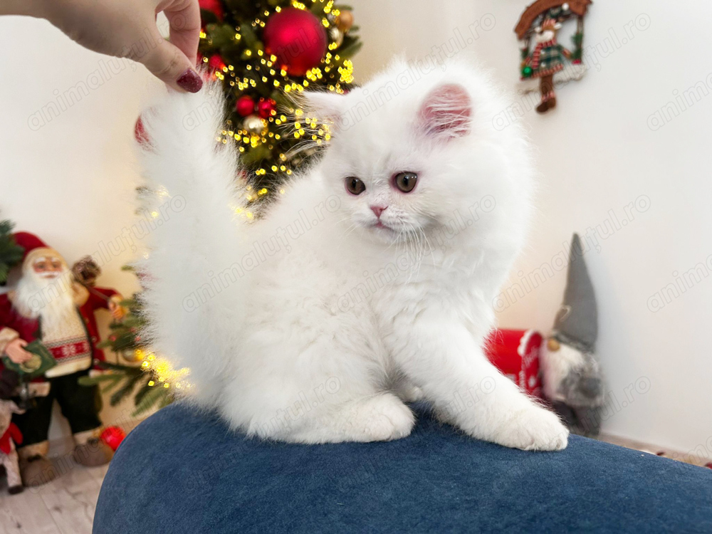 Pisicuță Scottish Straight Longhair, mic fulg de nea, deține Pedigree