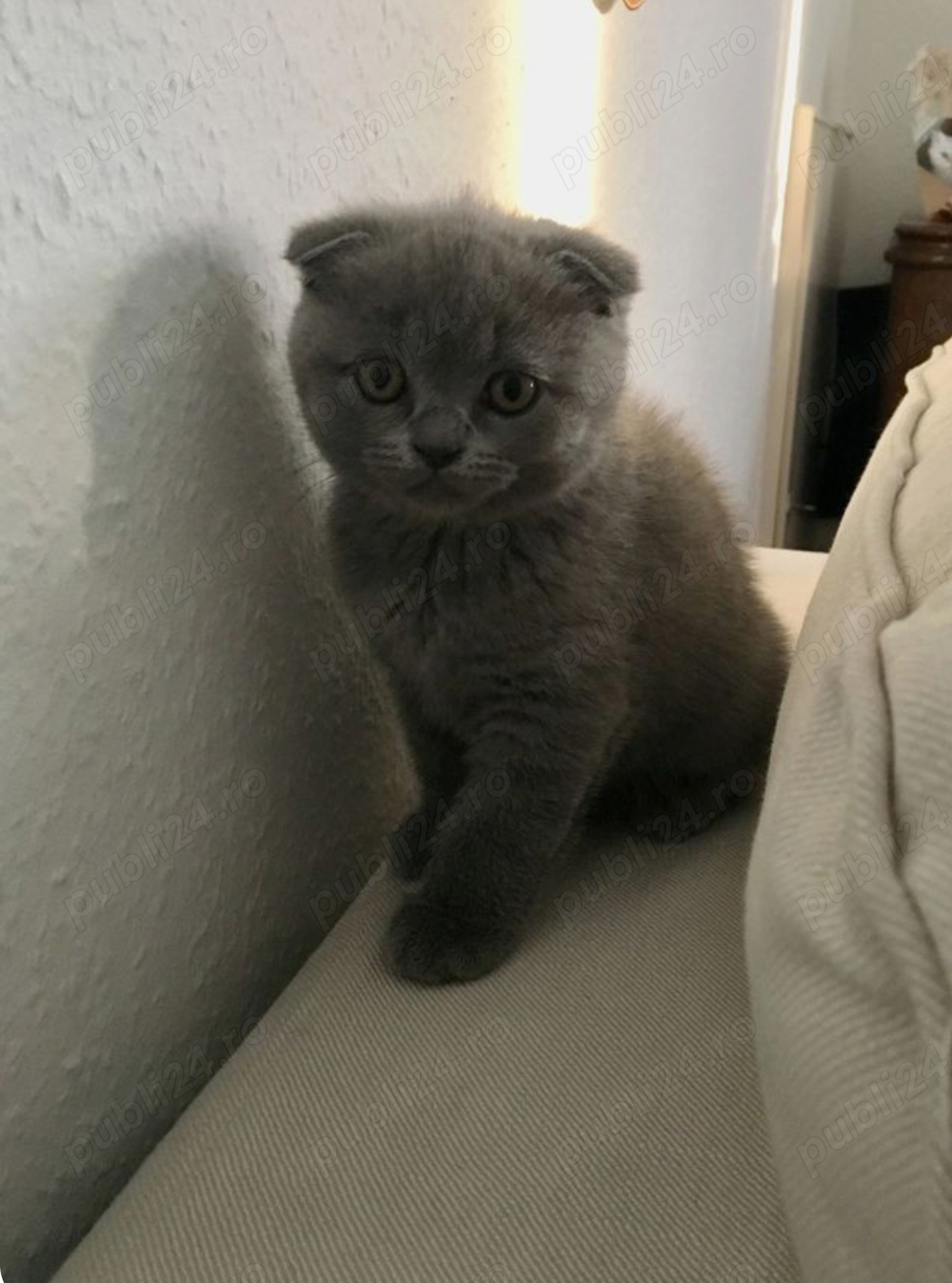 Scottish fold shorthair 