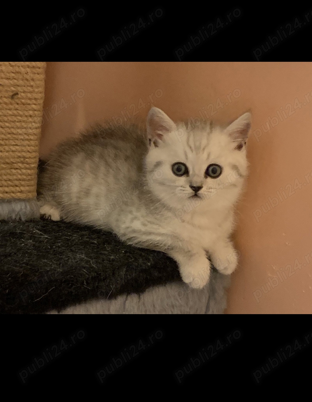 British chinchilla silver