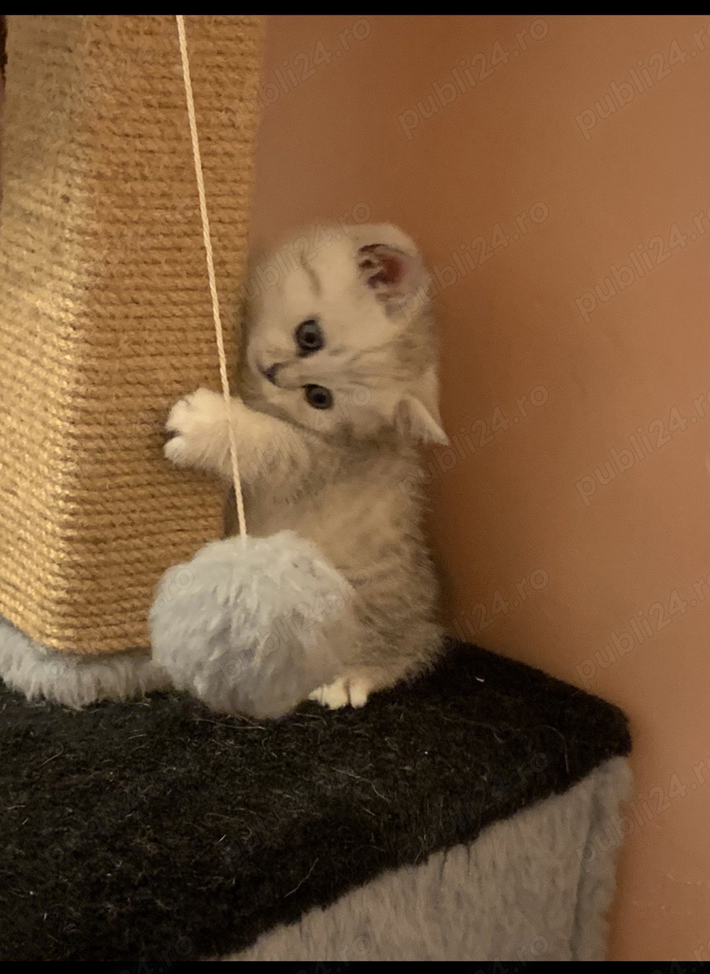 British chinchilla silver