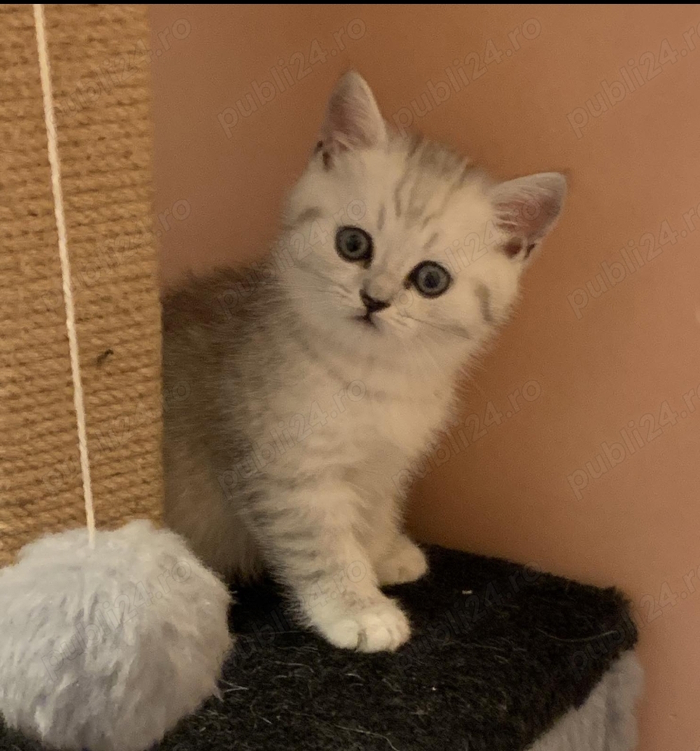 British chinchilla silver