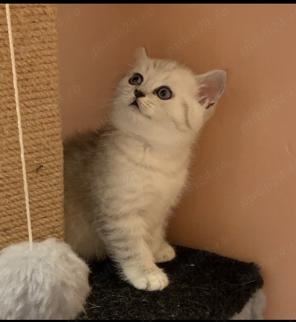 British chinchila silver 