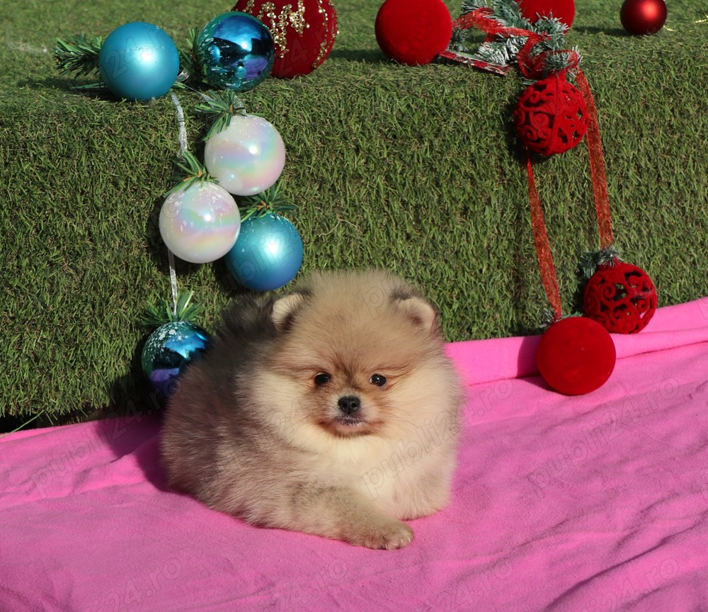 Pui Pomeranian pentru pretentiosi cu pedigree FCI