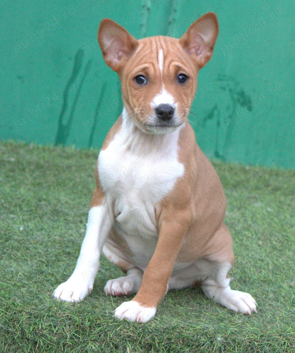Basenji din parinti campioni cu pedigree FCI
