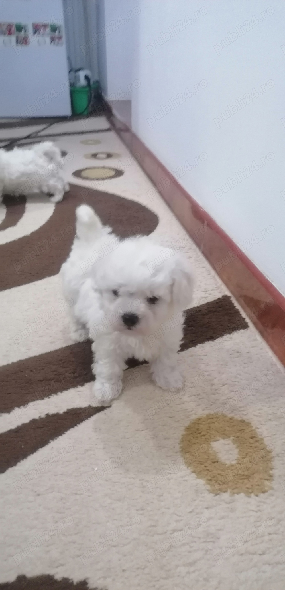 Bichon Maltez mini toy 