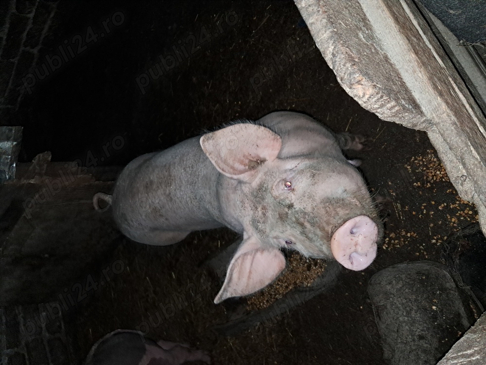 De vânzare porci și.purcei De vânzare porci și.purcei