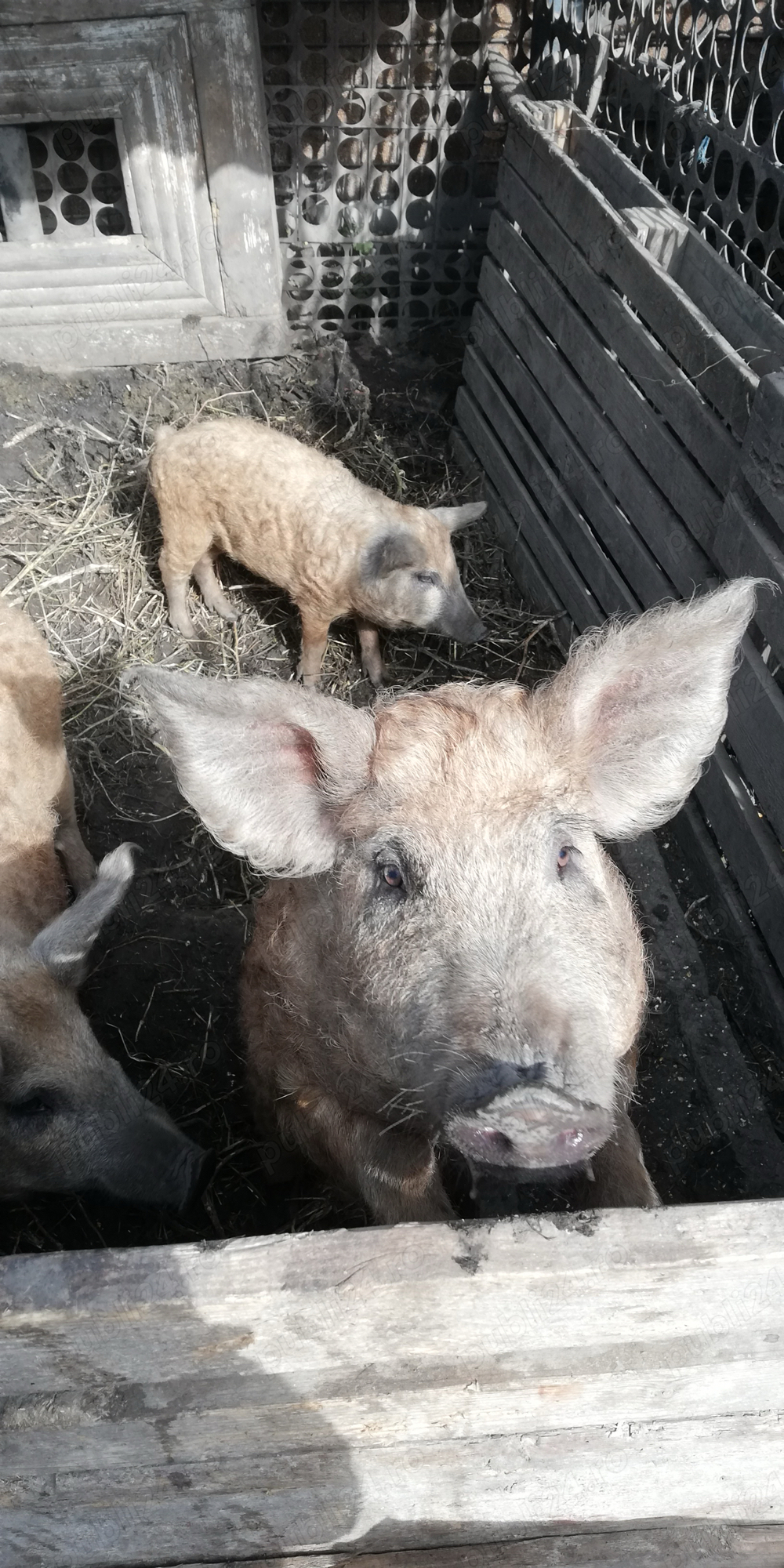 Porci mangalita Porci mangalita