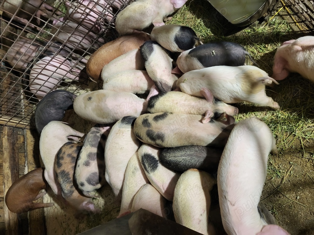 Vand purcei de 8 săptămâni Vand purcei de 8 săptămâni