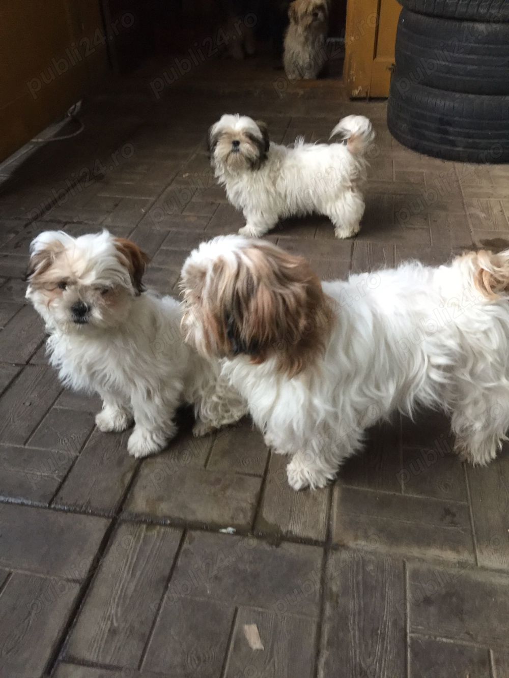 Vând căței shitzu 