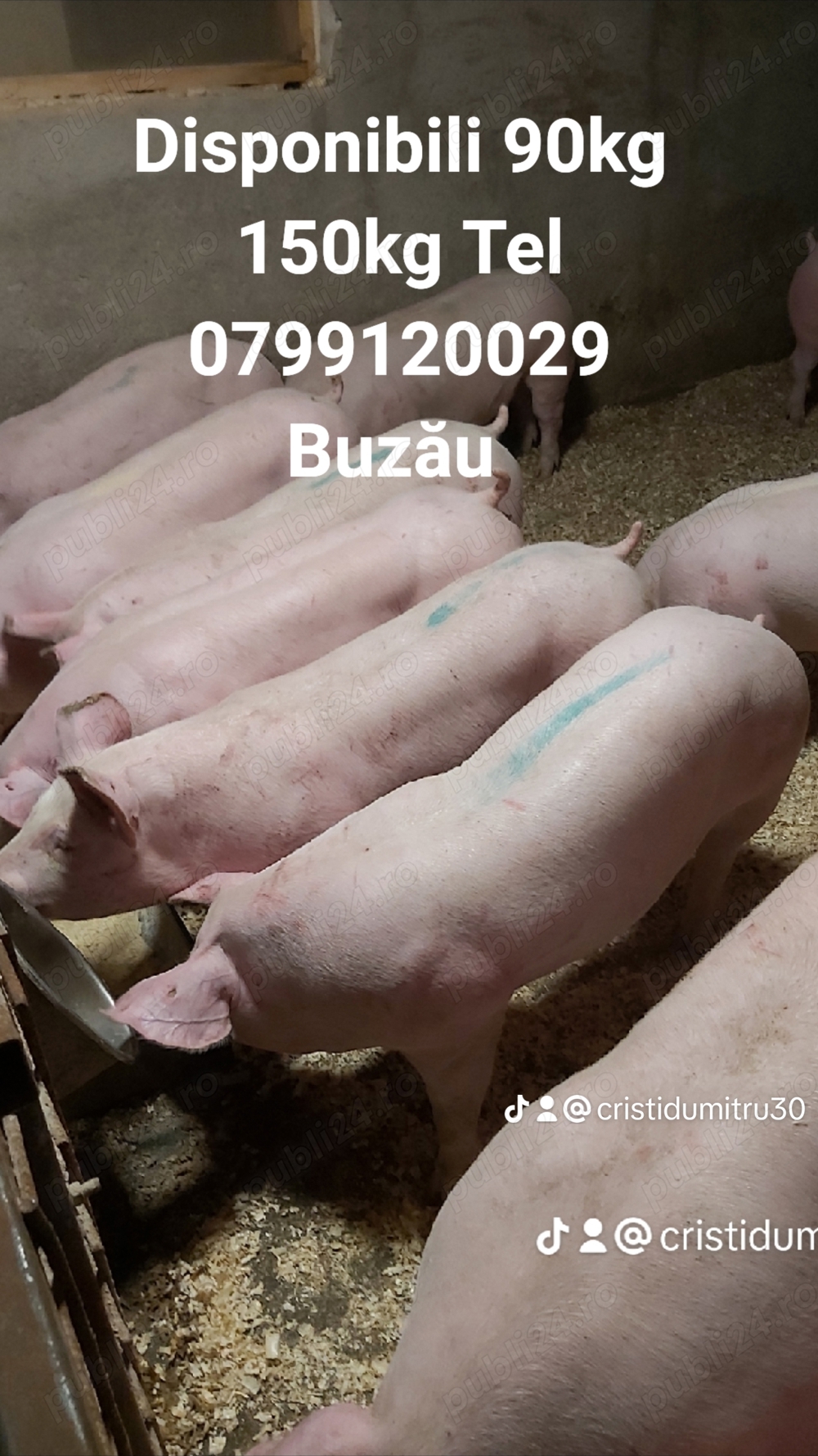 purcei rasă de carne  purcei rasă de carne