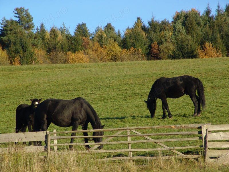 Teren SUPERB la munte in statiunea Covasna