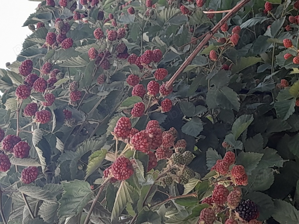 Vând plantație de muri și pomi fructiferi