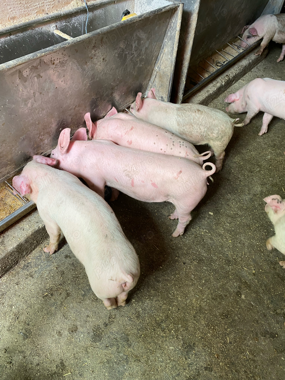 porci si purcei de la 350 ron