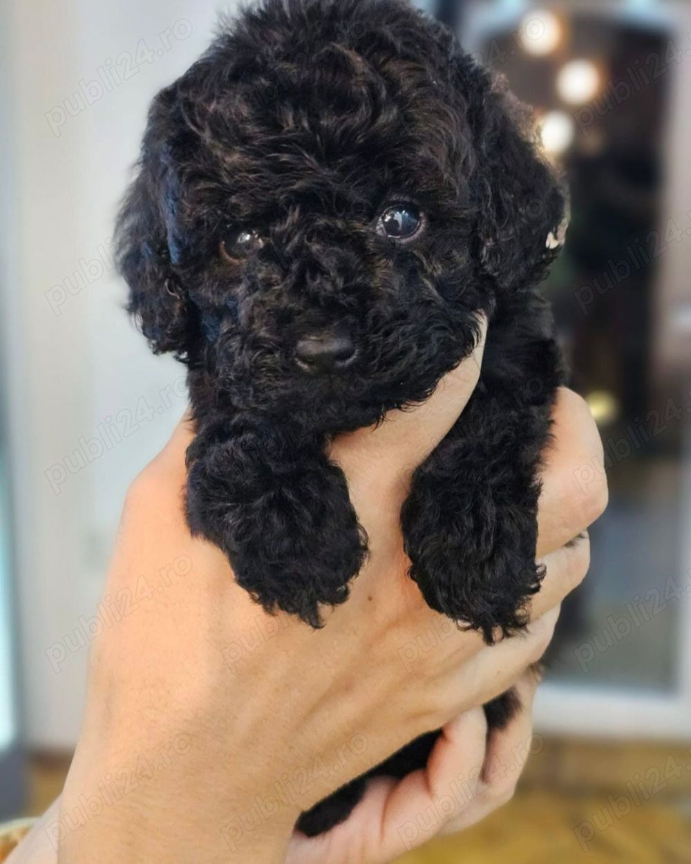 Căței Caniche Pudel Barboncino disponibili imediat 