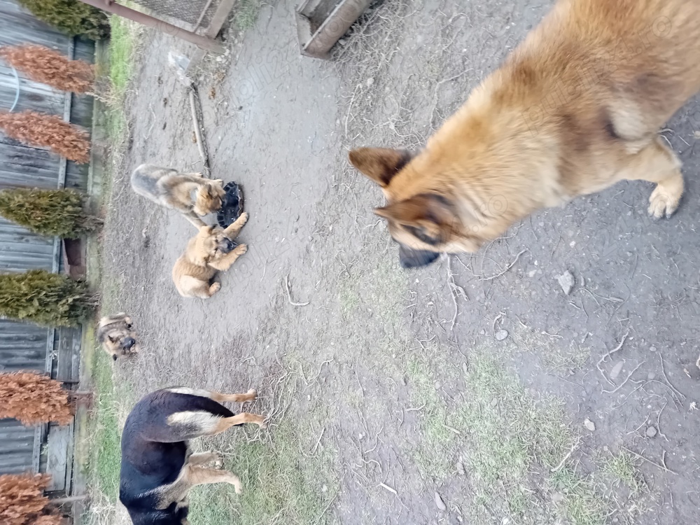 Vand CĂȚEI si căni ciobănesc belgian și german  Vand CĂȚEI si căni ciobănesc belgian și german