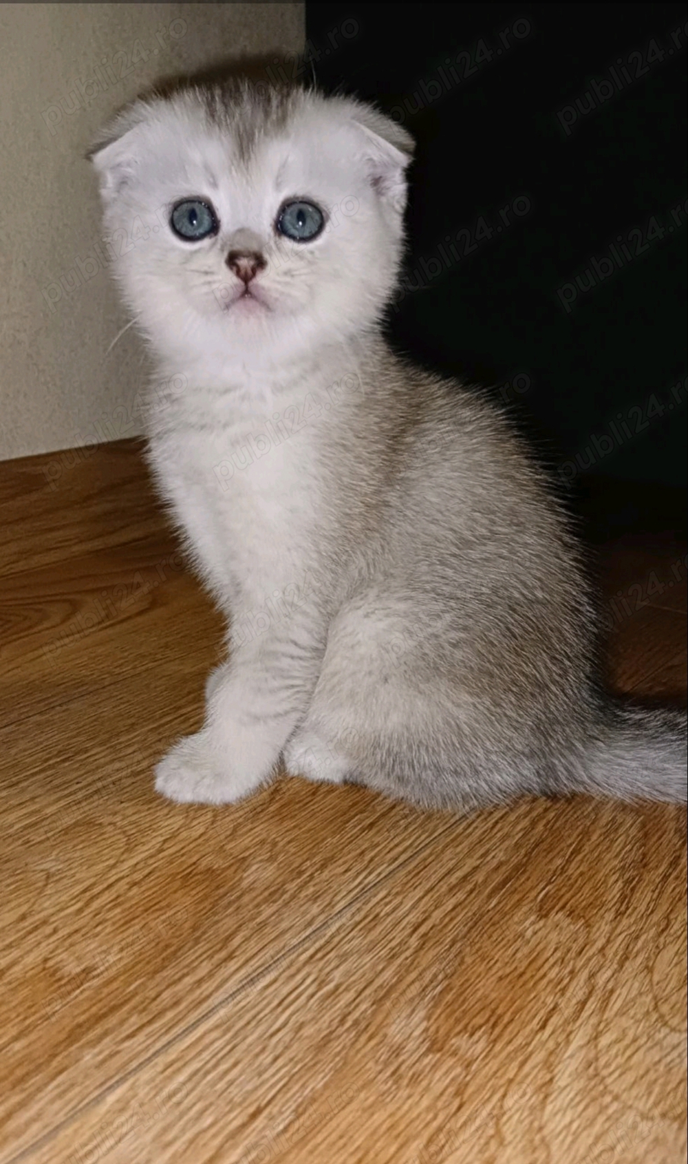 Scottish fold chinchilla 