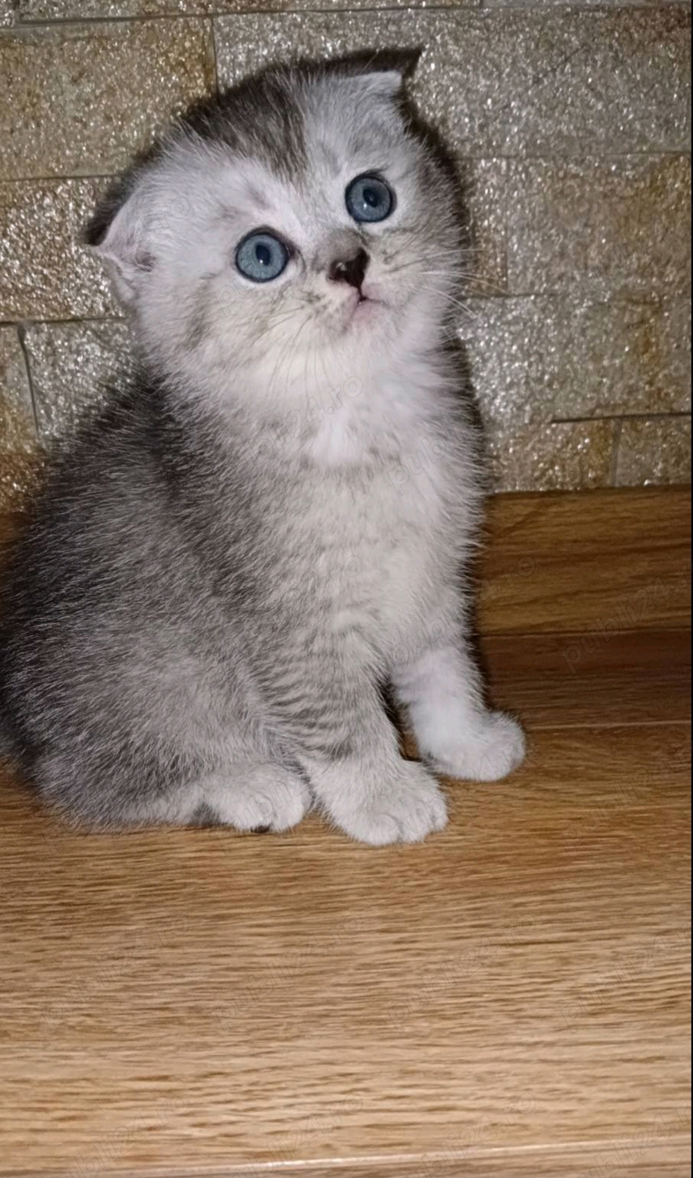Scottish fold chinchilla 